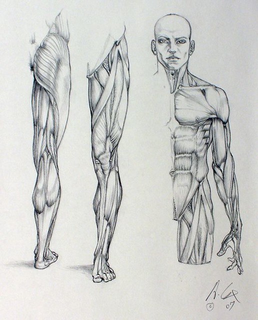 Giải phẫu hình thể cho các bạn ôn thi khối H ( Phần 1 )