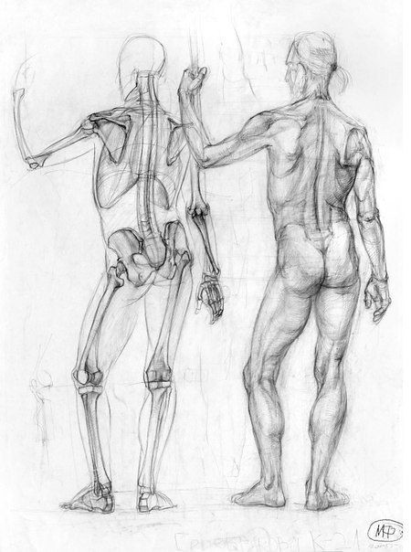 Giải phẫu hình thể cho các bạn ôn thi khối H ( Phần 1 )