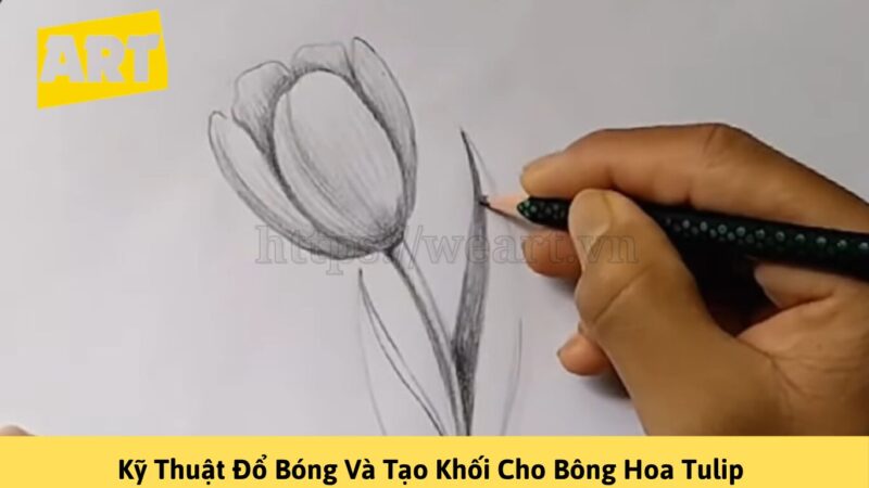 Khám Phá Cách Vẽ Hoa Tulip Đẹp Như Nghệ Sĩ Khám Phá Cách Vẽ Hoa Tulip Đẹp Như Nghệ Sĩ