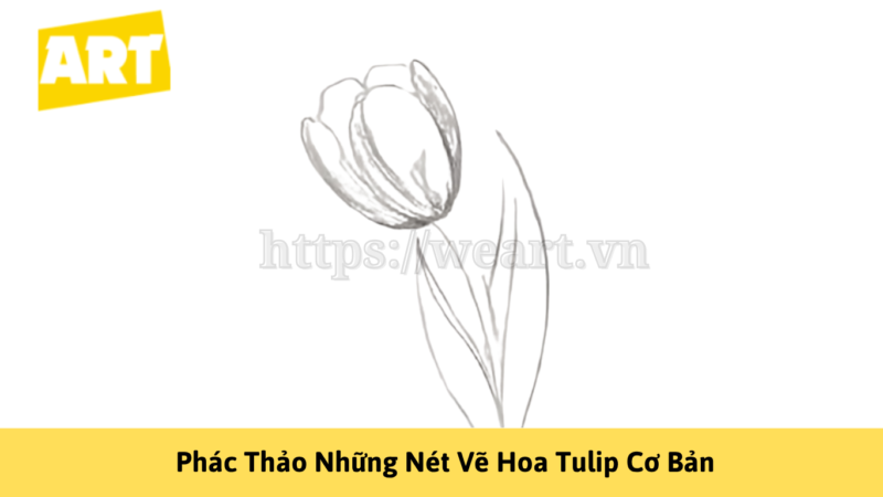 Khám Phá Cách Vẽ Hoa Tulip Đẹp Như Nghệ Sĩ Khám Phá Cách Vẽ Hoa Tulip Đẹp Như Nghệ Sĩ