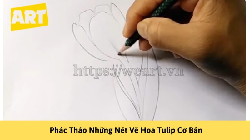 Khám Phá Cách Vẽ Hoa Tulip Đẹp Như Nghệ Sĩ Khám Phá Cách Vẽ Hoa Tulip Đẹp Như Nghệ Sĩ