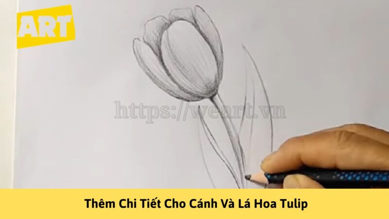 Khám Phá Cách Vẽ Hoa Tulip Đẹp Như Nghệ Sĩ Khám Phá Cách Vẽ Hoa Tulip Đẹp Như Nghệ Sĩ
