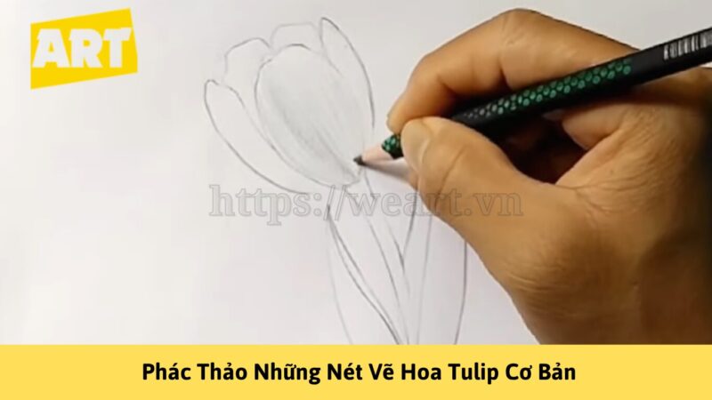 Khám Phá Cách Vẽ Hoa Tulip Đẹp Như Nghệ Sĩ Khám Phá Cách Vẽ Hoa Tulip Đẹp Như Nghệ Sĩ