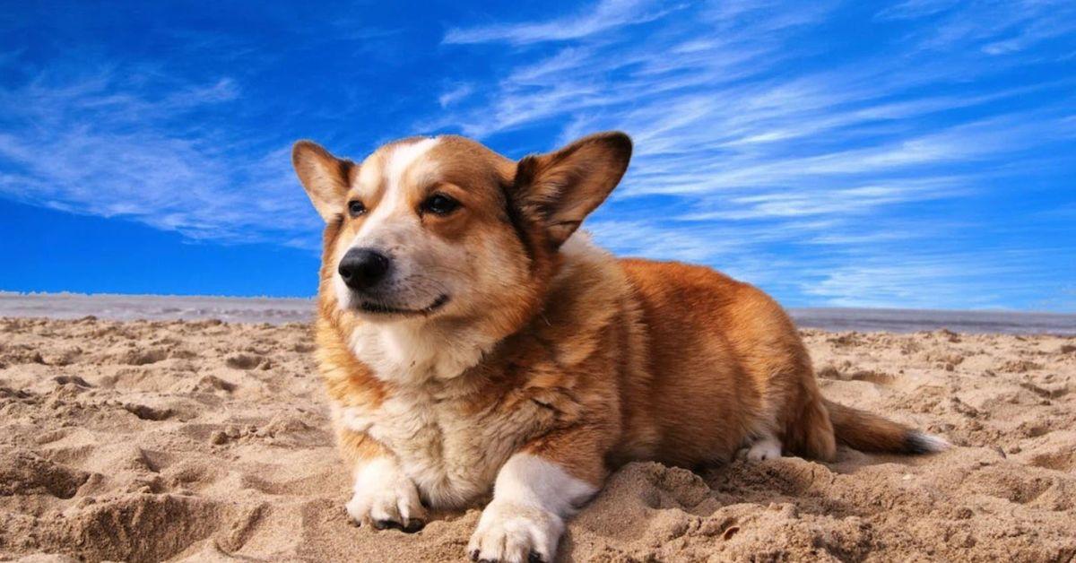 Các ví dụ về biểu cảm khuôn mặt ngộ nghĩnh khác nhau của chó con đáng yêu