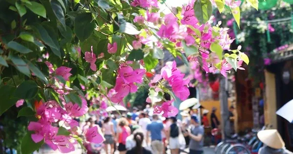 Bức họa phố cổ Hội An với những bức tường vàng đặc trưng và giàn hoa giấy rực rỡ