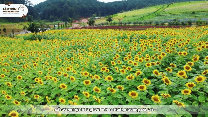 Bức tranh vẽ cận cảnh những bông hoa hướng dương khoe sắc vàng rực rỡ đầy chi tiết và sống động