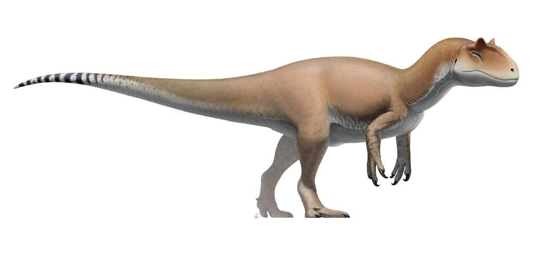 Minh họa một số loại khủng long phổ biến dễ vẽ cho người mới bắt đầu như T-Rex, Brontosaurus, Stegosaurus