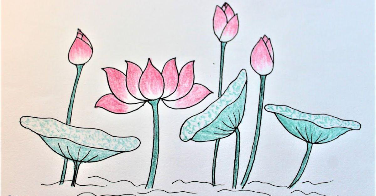 Hướng dẫn chi tiết cách vẽ hoa sen cực đẹp và sống động như thật