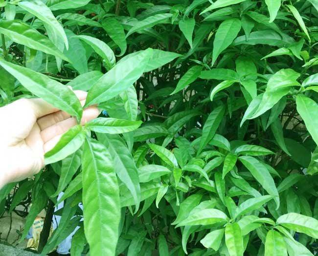 Chi tiết cách vẽ thân cây đu đủ và các vết sẹo lá đặc trưng trên thân