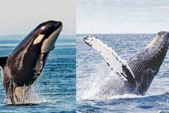 Minh họa chi tiết vây lưng, vây ngực và đuôi trong kỹ thuật vẽ cá voi sát thủ