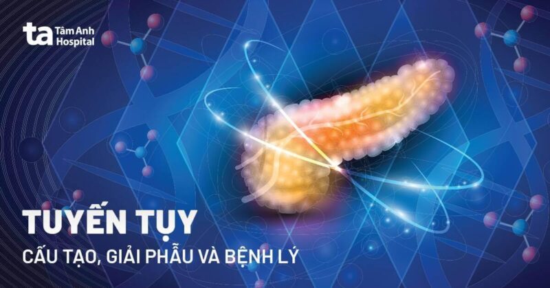 Hình ảnh minh họa chi tiết đặc điểm giải phẫu của cá voi xanh từ đầu đến đuôi