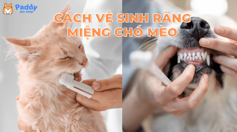 Dụng cụ cần thiết cho cách vẽ mèo đơn giản cho người mới bắt đầu dễ dàng thực hiện tại nhà