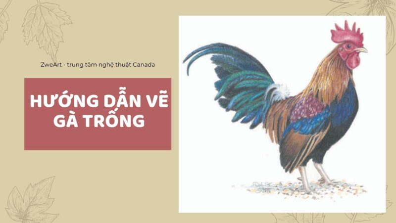 Hướng dẫn chi tiết cách vẽ con gà trống oai vệ Minh họa các bước hoàn thiện phần thân, cánh và đuôi khi học cách vẽ con gà trống tại nhà