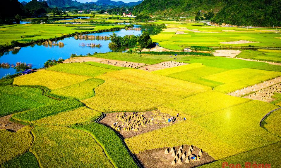 Hoàn thiện bức tranh màu vẽ người nông dân đang gặt lúa trên cánh đồng lúa chín vàng rực rỡ ngày mùa