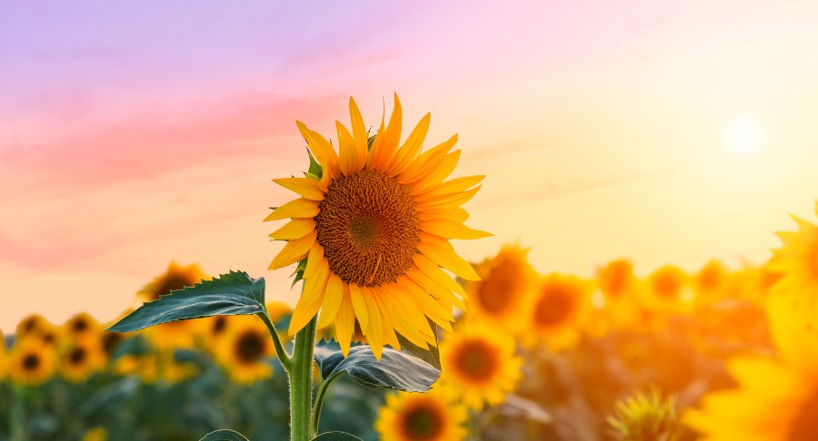 Tranh vẽ học sinh tặng hoa tri ân thầy cô giáo ngày 20 11 rạng rỡ và cảm động