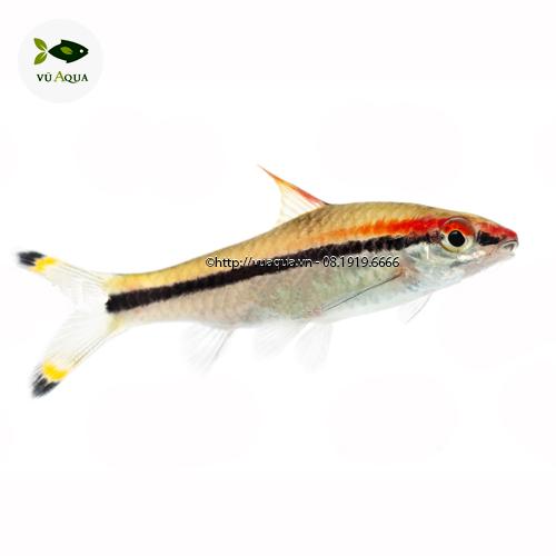 Phác họa đàn cá hồng mỹ bơi lội, kỹ thuật nuôi cá hồng mỹ và môi trường sống của chúng