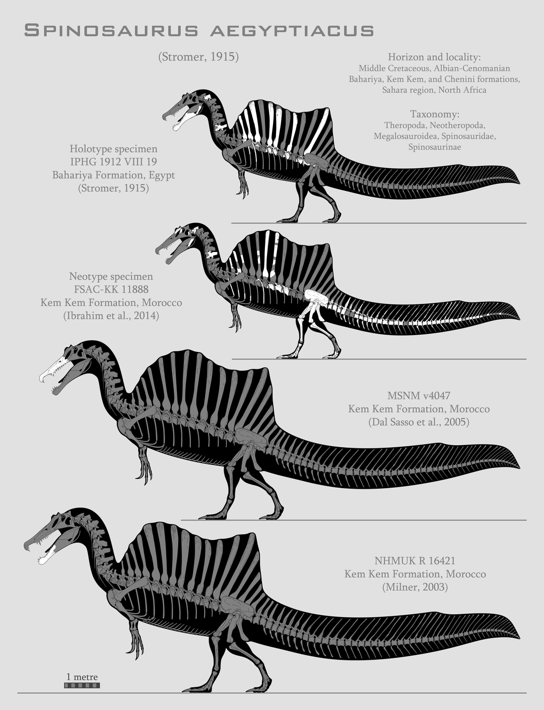 Minh họa phác thảo hình dáng cơ bản của một con khủng long T-Rex từ các khối hình học đơn giản