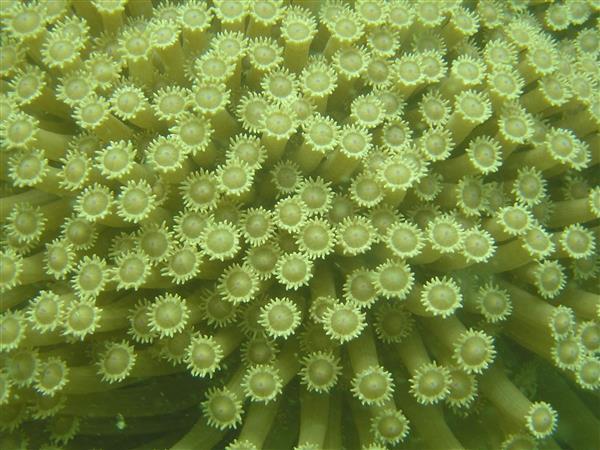 Rạn san hô đa dạng hình thái và màu sắc trong các tác phẩm tranh vẽ lòng đại dương