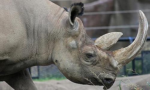 Sáng tạo tranh vẽ robot bảo vệ động vật hoang dã khỏi nguy cơ tuyệt chủng vì môi trường sống bị đe dọa