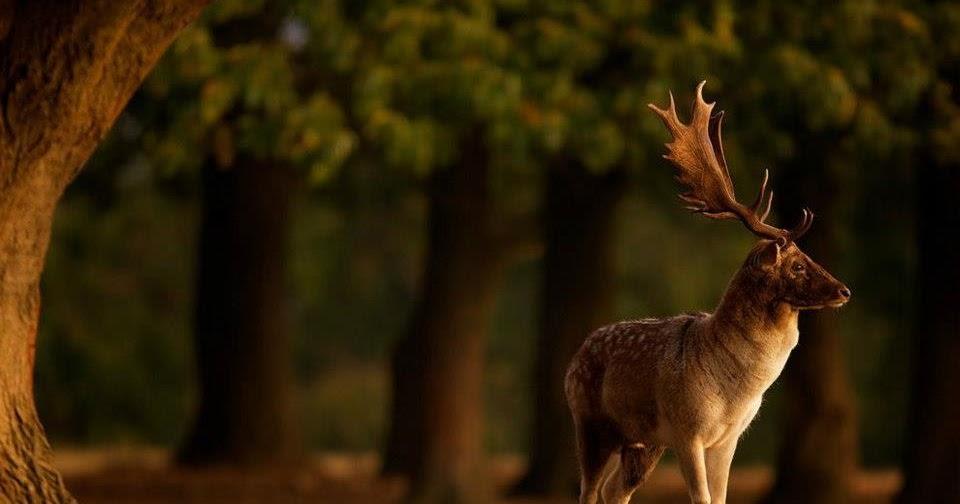 Tác phẩm hội họa về đàn hươu sao đang uống nước bên bờ suối trong khu rừng mùa thu lá vàng