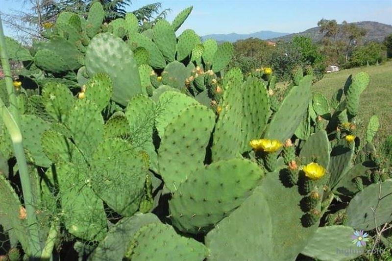 Kỹ thuật vẽ chi tiết gai và tạo bóng đổ cho cây xương rồng thêm phần sống động và chân thực