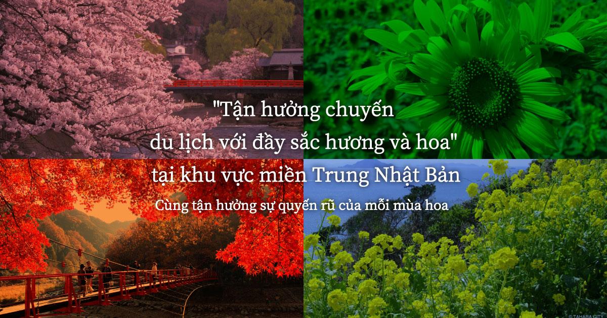 Tranh vẽ hoa cẩm tú cầu đang được tô màu nước với các sắc xanh và tím