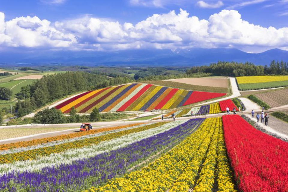 Bức tranh hoa cẩm tú cầu được tô màu nước với các sắc xanh tím hồng rực rỡ và sống động như thật