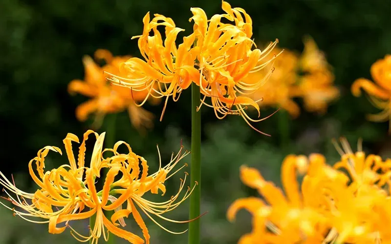 Bức tranh hoa bỉ ngạn đỏ rực rỡ vẽ bằng màu nước đã hoàn thiện tuyệt đẹp