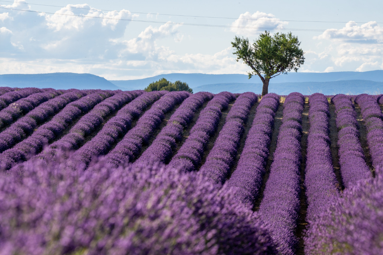 Tranh màu nước cánh đồng lúa thơ mộng buổi hoàng hôn tím lãng mạn