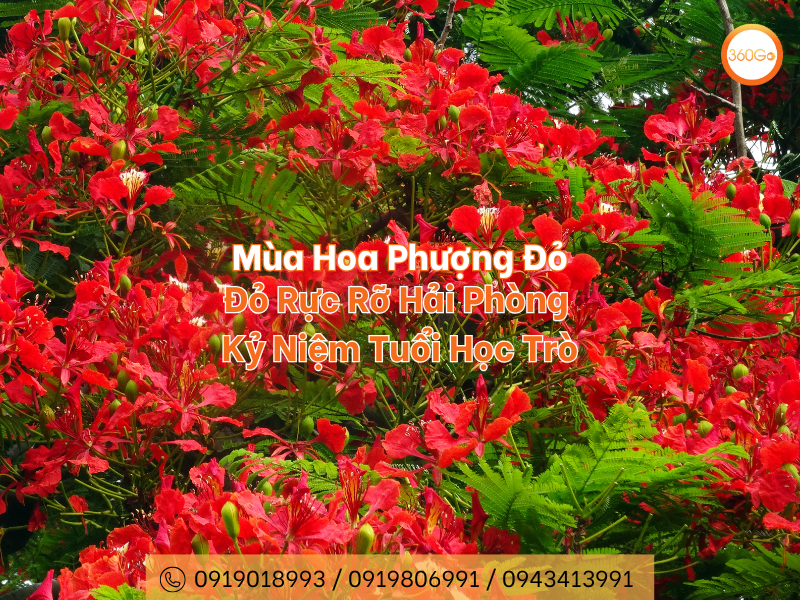 Tranh màu nước vẽ đường phố Hải Phòng rợp bóng hoa phượng đỏ ngày hè