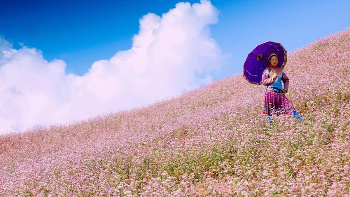 Bức tranh phong cảnh Cột cờ Lũng Cú mùa hoa tam giác mạch nở rộ tuyệt đẹp