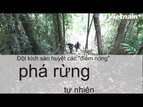 Tranh vẽ phong cảnh rừng cây xanh tươi tốt bị chặt phá một phần do khai thác gỗ trái phép và hậu quả nặng nề