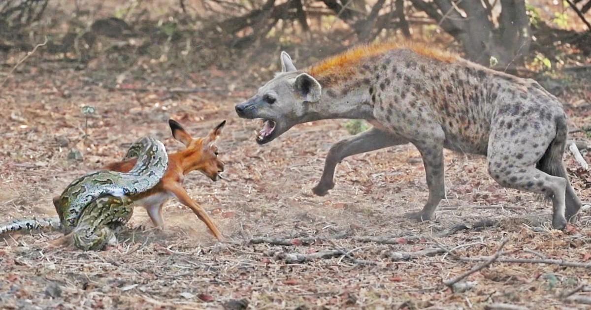 Tranh vẽ cảnh báo đốm đang tăng tốc săn linh dương trên thảo nguyên châu Phi, thể hiện khoảnh khắc động vật hoang dã