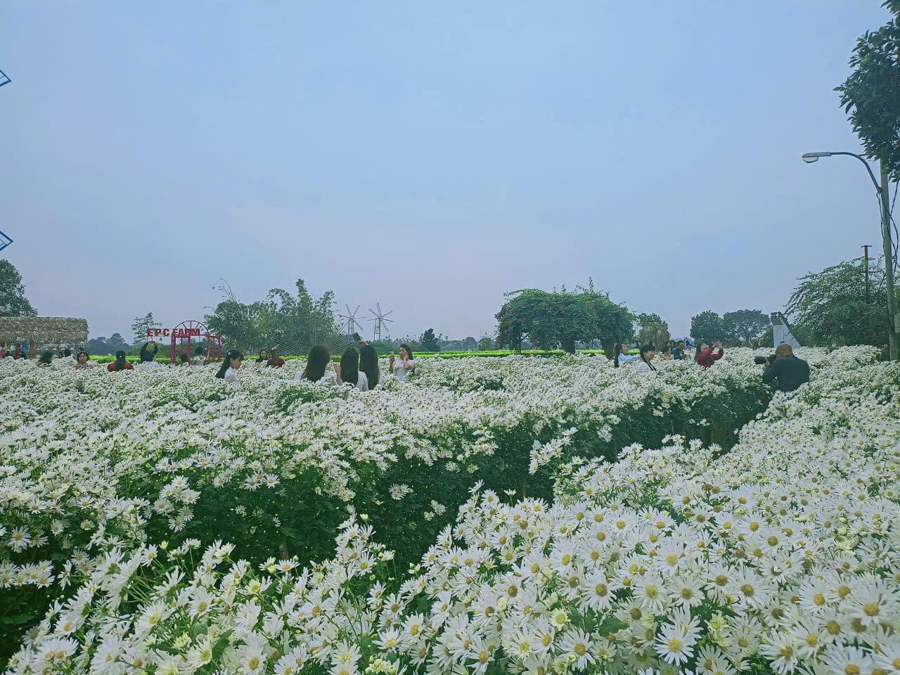 Tranh vẽ một cánh đồng hoa hướng dương rộng lớn dưới ánh nắng vàng rực, các bông hoa cùng hướng về một phía tạo cảm giác bao la