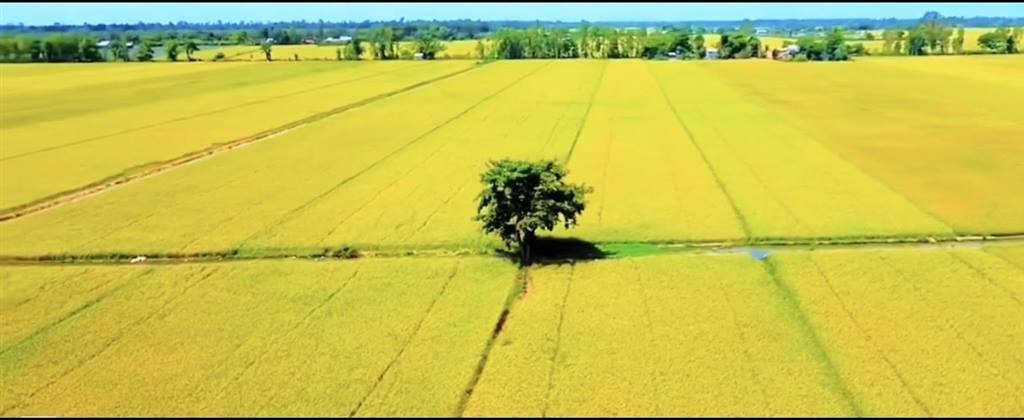 Tranh vẽ cảnh gặt lúa trên cánh đồng vàng ươm ngày mùa rộn rã