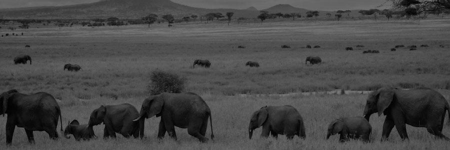 Tranh vẽ cô gái Huế duyên dáng trong tà áo dài trắng bên hồ sen thơm ngát Cố đô