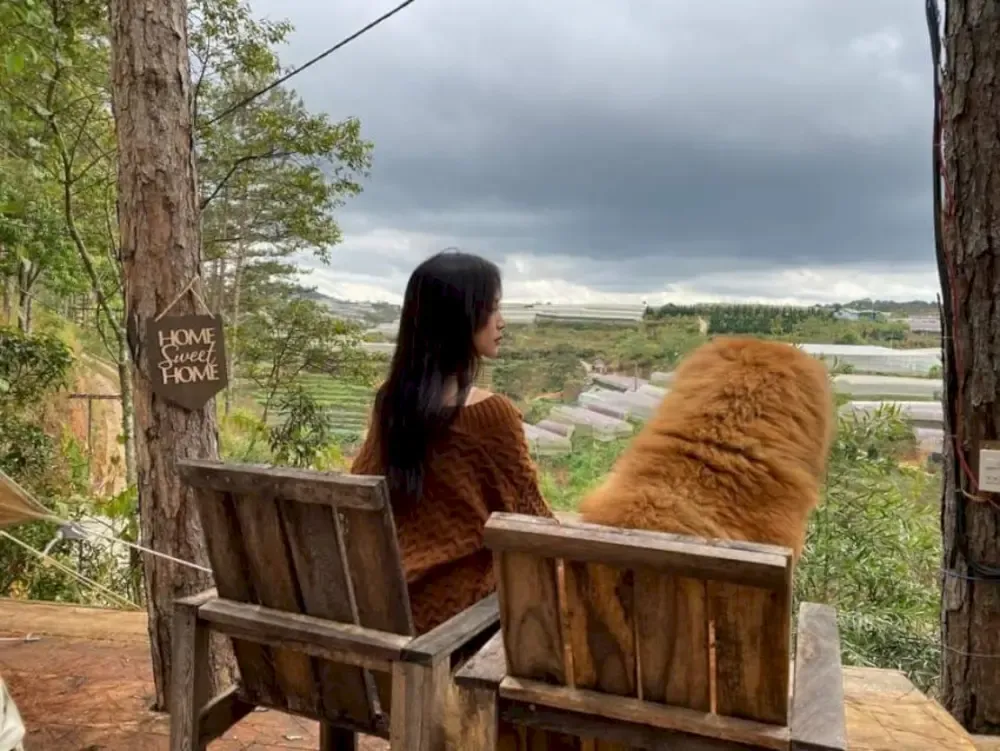 Tranh vẽ màu nước đẹp cảnh rừng thông xanh mát vào buổi sáng sớm tinh sương