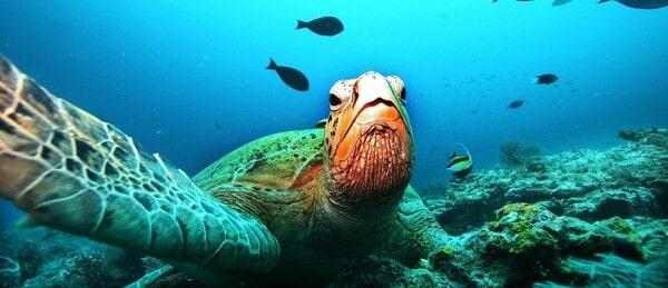 Tranh vẽ tuyên truyền bảo vệ môi trường về vấn đề ô nhiễm đại dương và các loài sinh vật biển đang gặp nguy hiểm