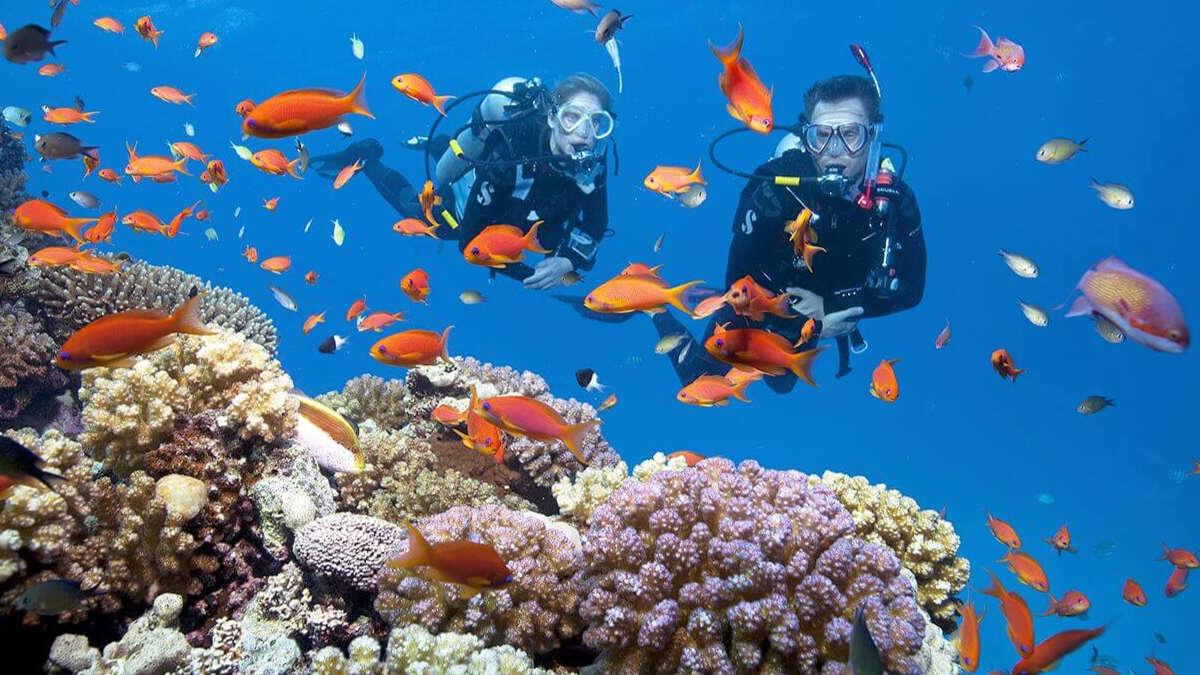 Tranh vẽ về ước mơ của em được lặn xuống biển sâu khám phá thế giới san hô và các loài cá đầy màu sắc