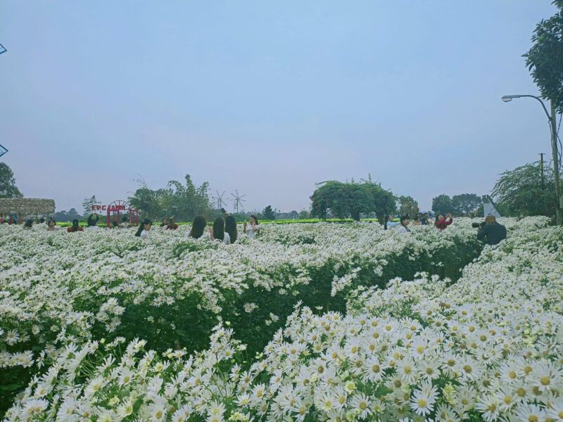 Tranh vẽ vườn hoa hướng dương rực rỡ ngập tràn ánh nắng vàng và sức sống mãnh liệt