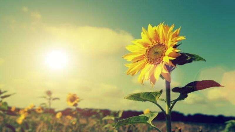 Bức tranh vẽ cảnh mùa hè bãi biển với cát vàng nắng chói và biển xanh ngắt