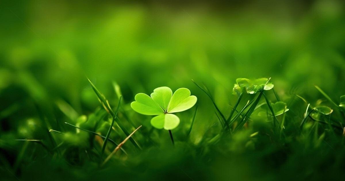 Vẽ chi tiết từng chiếc lá hình trái tim của cỏ bốn lá một cách cân đối và đẹp mắt