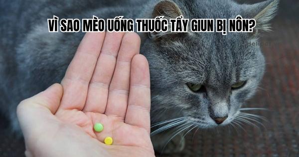 Hướng dẫn chi tiết cách vẽ đầu và tai mèo sao cho cân đối và đáng yêu, thể hiện biểu cảm của mèo