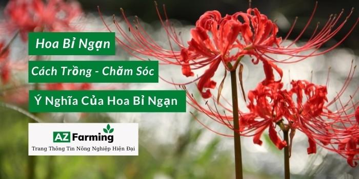 Vẻ đẹp đặc trưng của hoa bỉ ngạn đỏ rực rỡ với cánh hoa uốn lượn và nhị dài