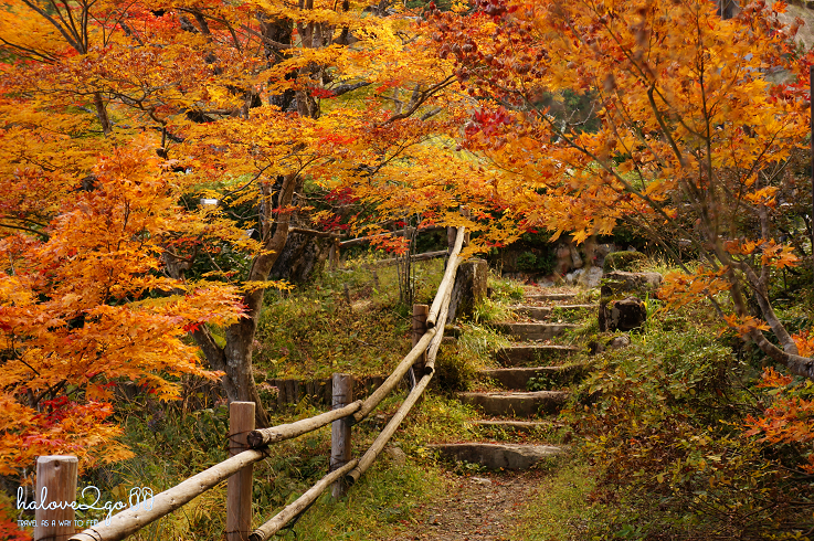 Tranh vẽ về thiên nhiên cảnh rừng cây mùa thu lãng mạn với lá vàng rơi xao xuyến