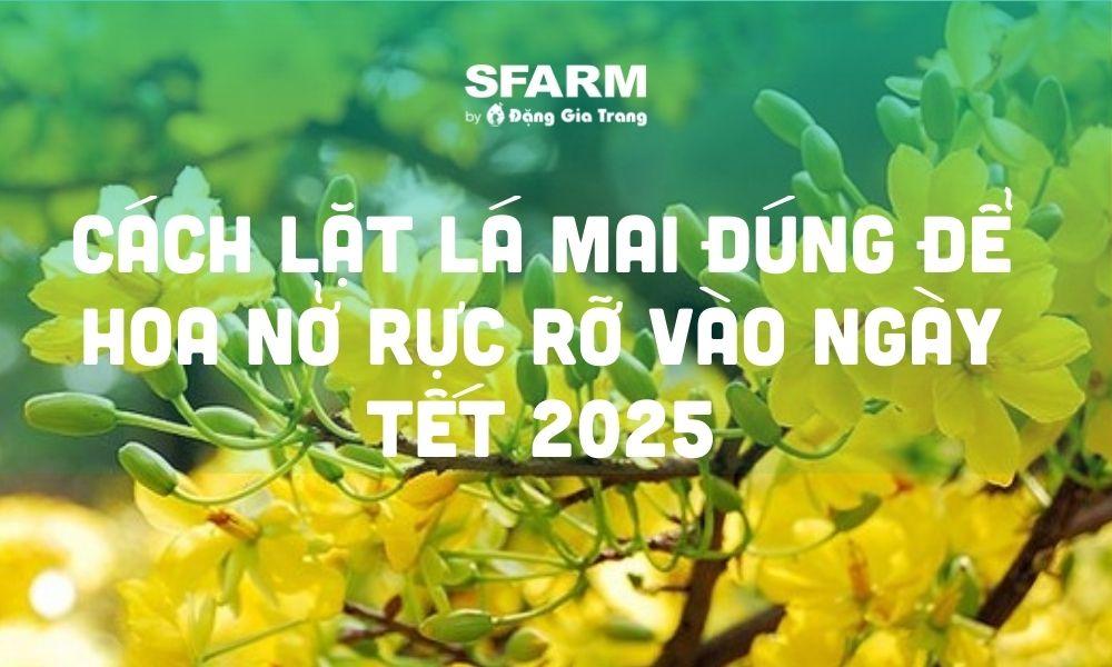 Hướng dẫn chi tiết cách vẽ hoa mai vàng năm cánh và nụ hoa cho ngày Tết