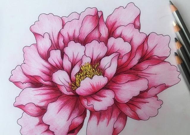 Cách vẽ lá và cành sen đơn giản cho học sinh học cách vẽ hoa sen mĩ thuật lớp 6