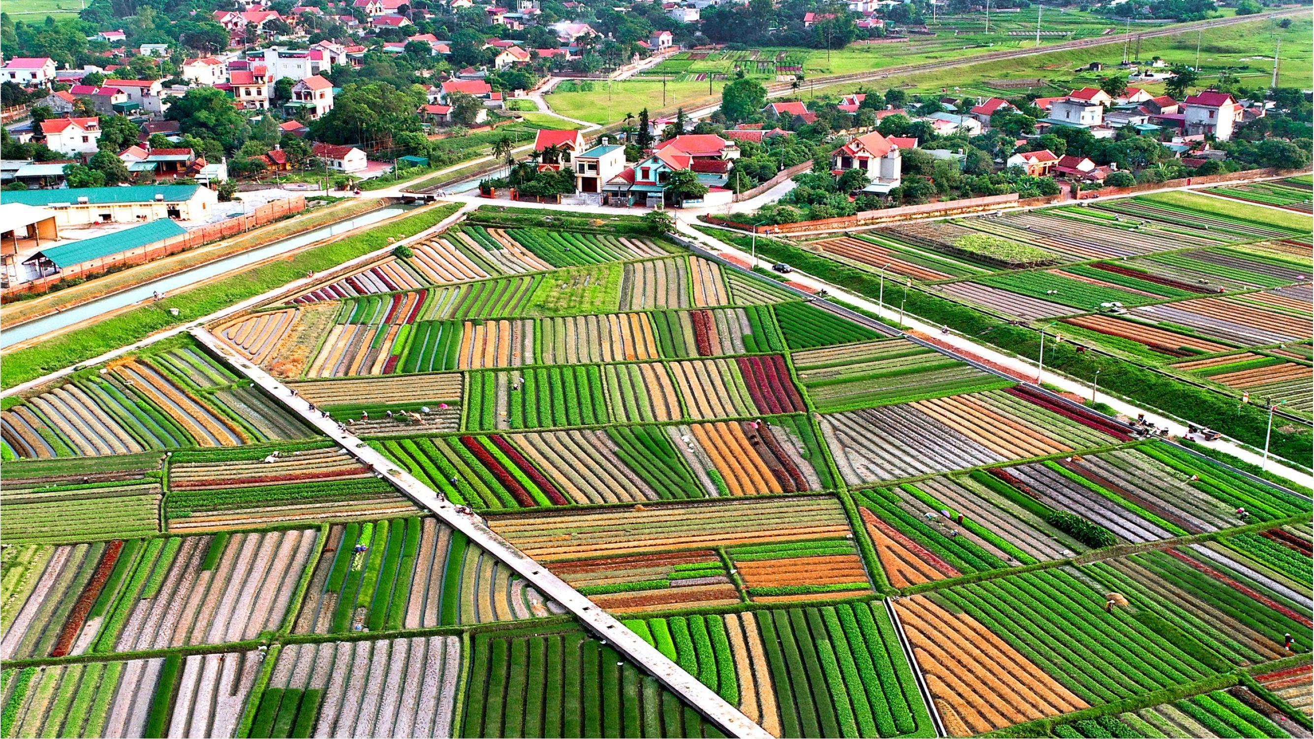 Minh họa cách vẽ lũy tre làng xanh mát một cách chi tiết cho bức tranh cảnh đẹp quê hương
