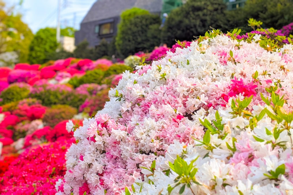 Bức tranh phong cảnh đồi núi mùa xuân với hoa đỗ quyên nở rộ trên sườn núi