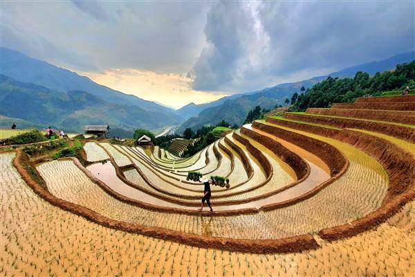 Bức tranh vẽ cảnh đồng lúa chín vàng rực rỡ dưới ánh nắng quê hương Việt Nam